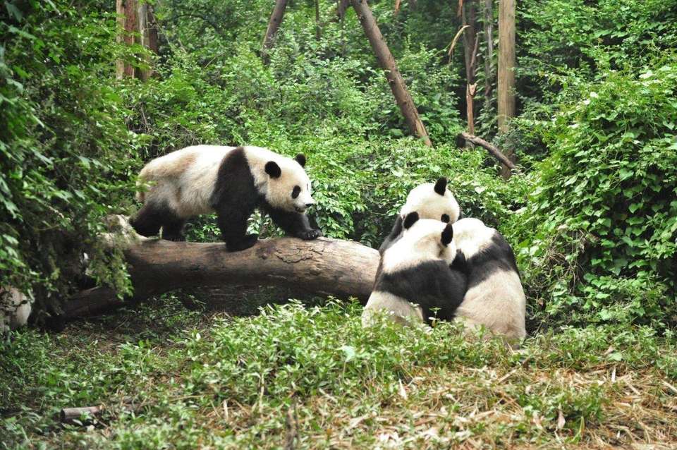 Cultural Treasures And Serene Landscapes: Chengdu's Path To Laos Tour - Destination Services - China - Image 3