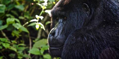 Kampala Wildlife Tour: Uganda To Rwanda: Gorilla Treks & Safari Drives