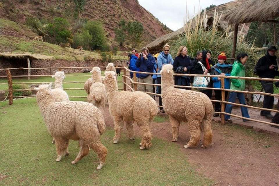 Cusco & Sacred Valley Explorer - 6 days - undefined - Image 9