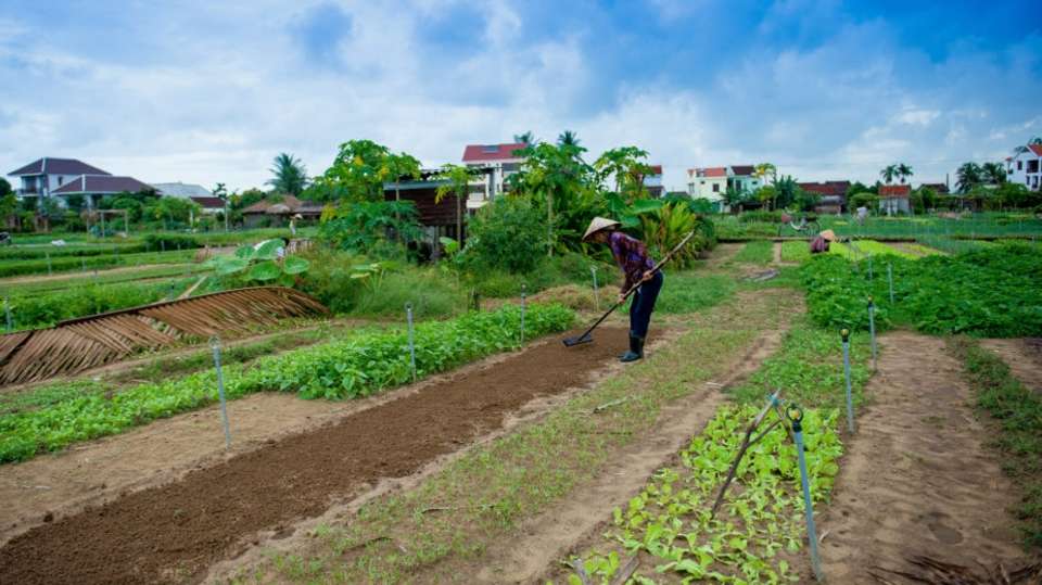 Cycle and cook at Tra Que Vegetable Village - undefined - Image 3