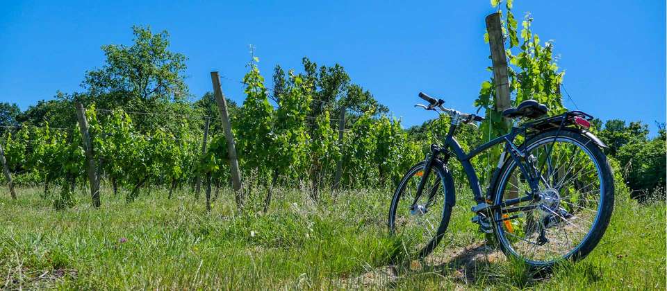 Cycle Bordeaux to Biarritz - Utracks - France - Image 2