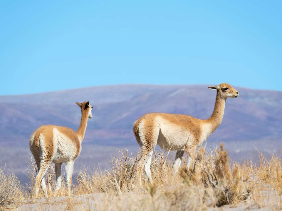 Cycle Chile & Argentina: Atacama to Salta - Exodus Adventure Travels - Chile - Image 7