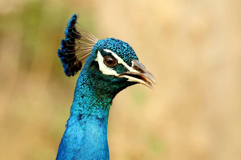 Cycle Kerala & Tropical India - Exodus Adventure Travels - India