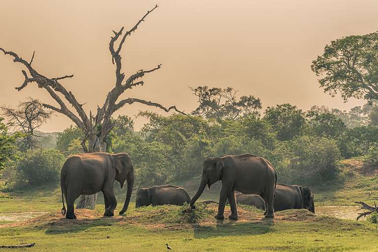 Cycle Sri Lanka trip - alternative tour available