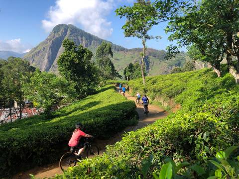 Cycle The Back Roads Of Sri Lanka - August 2026