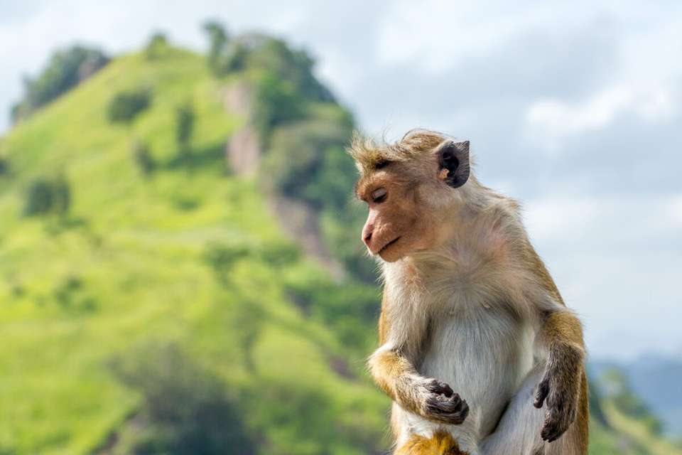 Cycle the Back Roads of Sri Lanka - Exodus Adventure Travels - Sri Lanka - Image 11