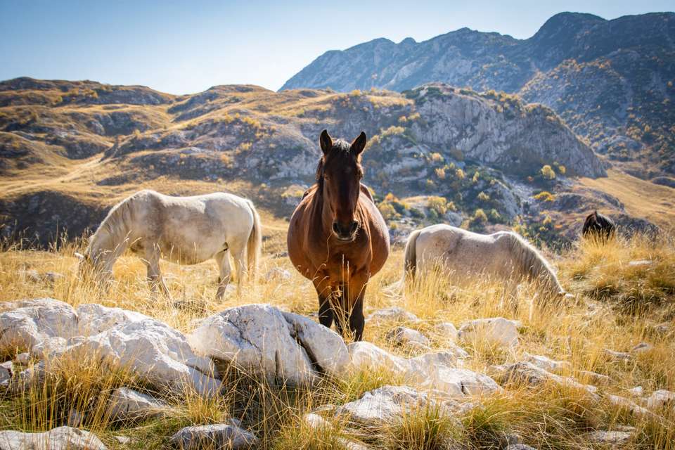 Cycle the Balkans - Exodus Adventure Travels - Albania - Image 2