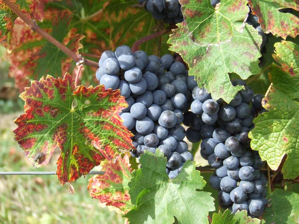 Cycle the Loire Valley - Exodus Adventure Travels - France - Image 11