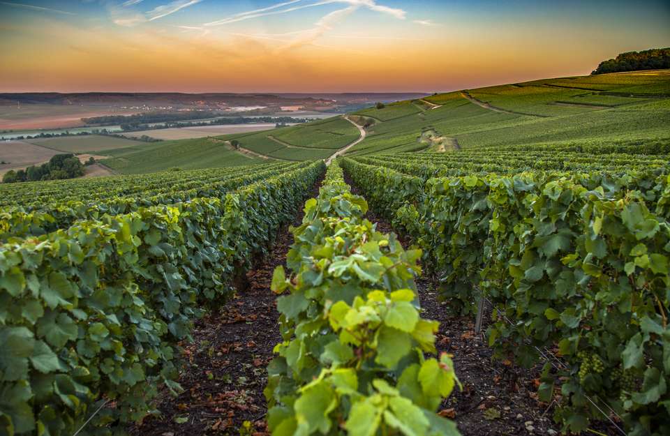 Cycle the Wine Route of Champagne - undefined - Image 11