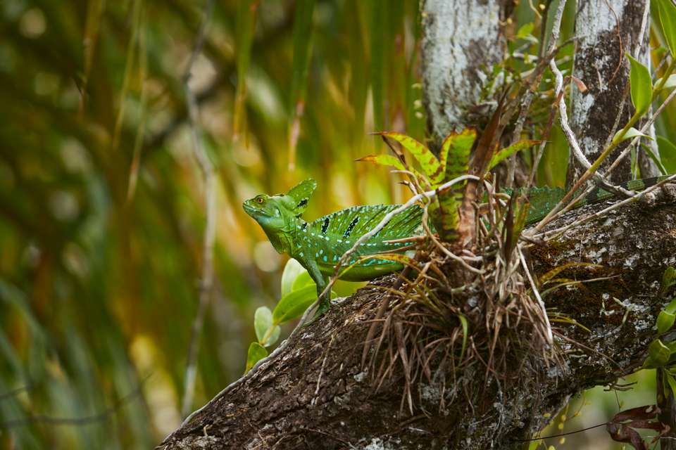 Cycling Costa Rica - undefined - Image 14