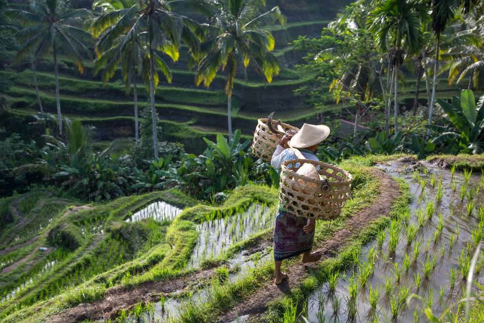 Cycling Indonesia's Islands - Exodus Adventure Travels - Indonesia - Image 7