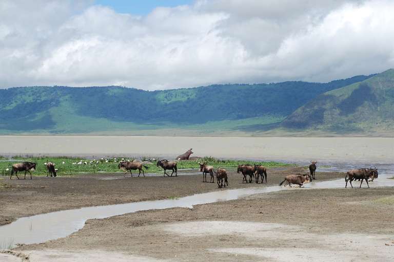 Cycling Kilimanjaro to the Ngorongoro Crater trip - alternative tour available
