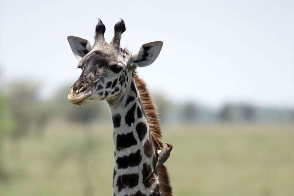Cycling Kilimanjaro to the Ngorongoro Crater - undefined - Image 8