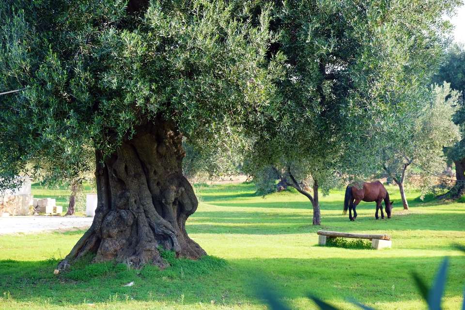 Cycling Puglia & Matera - Exodus Adventure Travels - Italy - Image 21