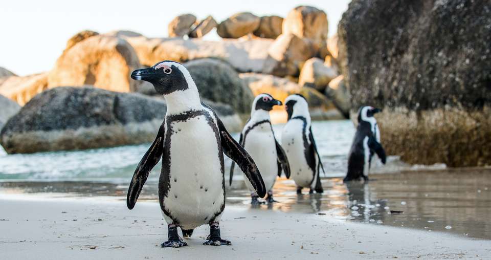 Cycling the Cape & Winelands - Exodus Adventure Travels - South Africa - Image 2