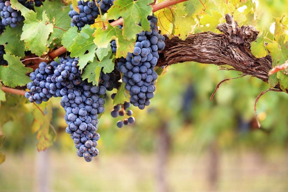 Cycling The Grand Crus of Bordeaux - Exodus Adventure Travels - France - Image 8