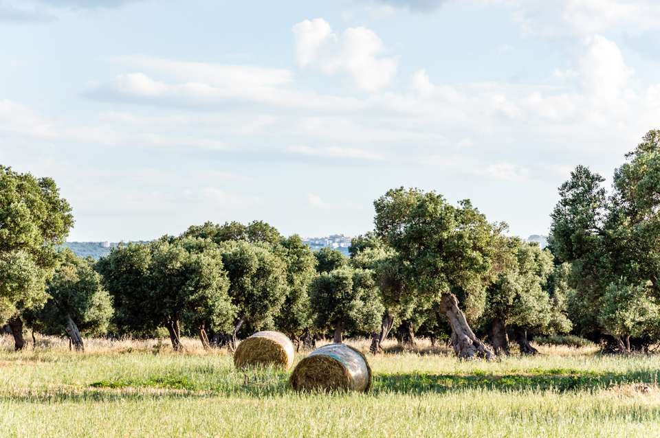 Self-Guided Cycling the Heel of Italy - Alberobello to Lecce - Exodus Adventure Travels - Italy - Image 11