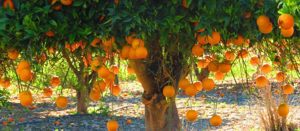Cyprus Winter Walking - Walkers' Britain - Cyprus - Image 7