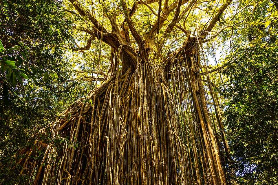 Daintree & Cape Tribulation Adventure - Intrepid Travel - Australia - Image 5