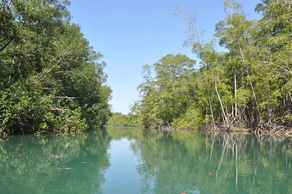 Damas Island By Boat Tour From Manuel Antonio - Destination Services - Costa Rica - Image 5