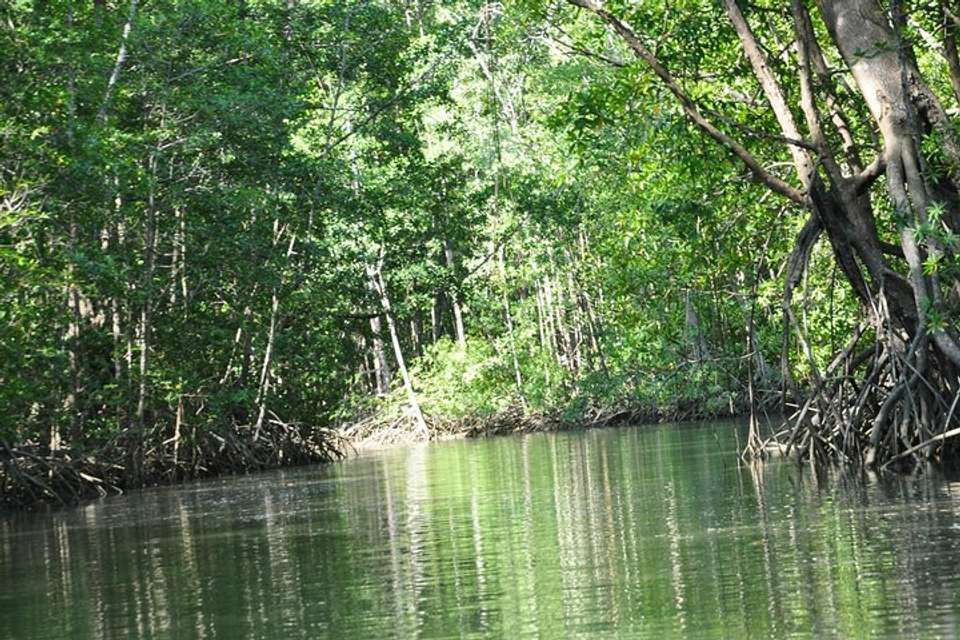 Damas Island By Boat Tour From Manuel Antonio - Destination Services - Costa Rica - Image 6