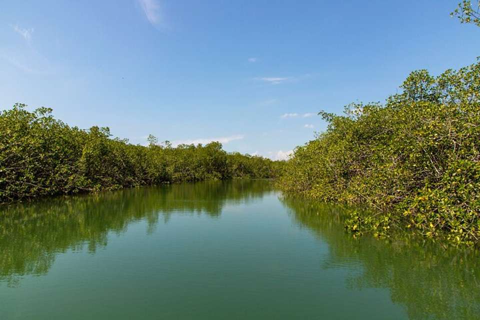 Damas Island Kayaking Tour From Manuel Antonio - undefined - Image 8