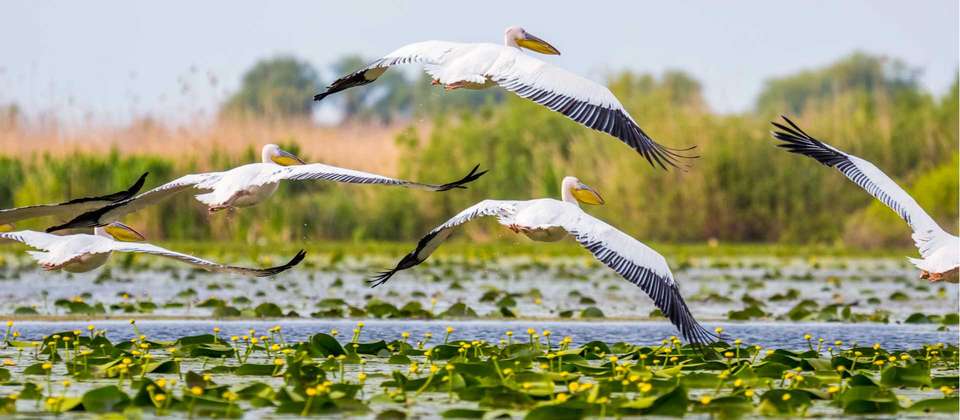Danube Delta By Bike & Boat - Utracks - Romania - Image 2