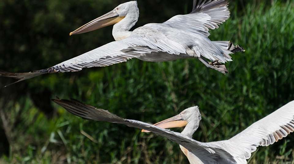 Danube Delta Safari 3 nights - Rolandia Travel - Romania - Image 2