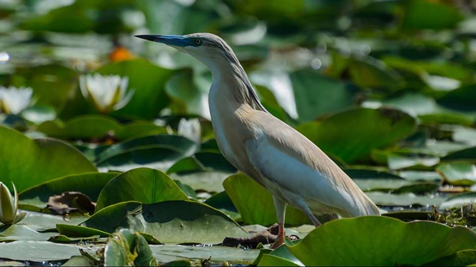Danube Delta Safari 3 nights - Rolandia Travel - Romania - Image 3
