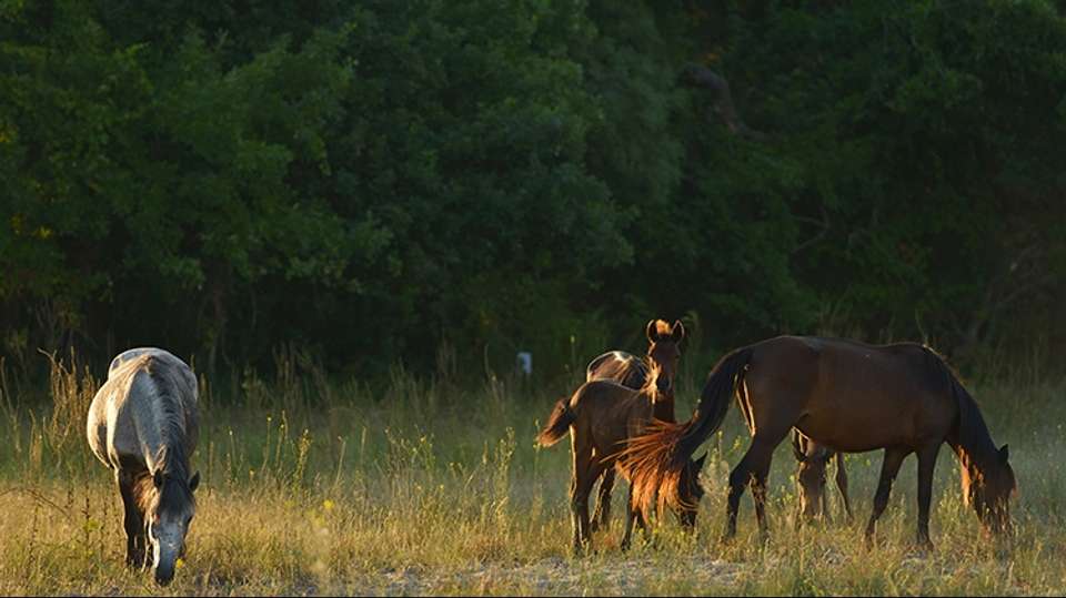 Danube Delta Safari 3 nights - Rolandia Travel - Romania - Image 5