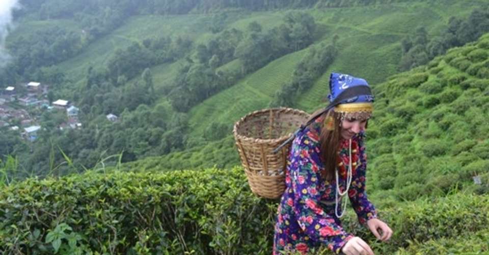 Darjeeling & Sikkim Authentic Cultural Tour - Ashmita Trek & Tours - India - Image 3