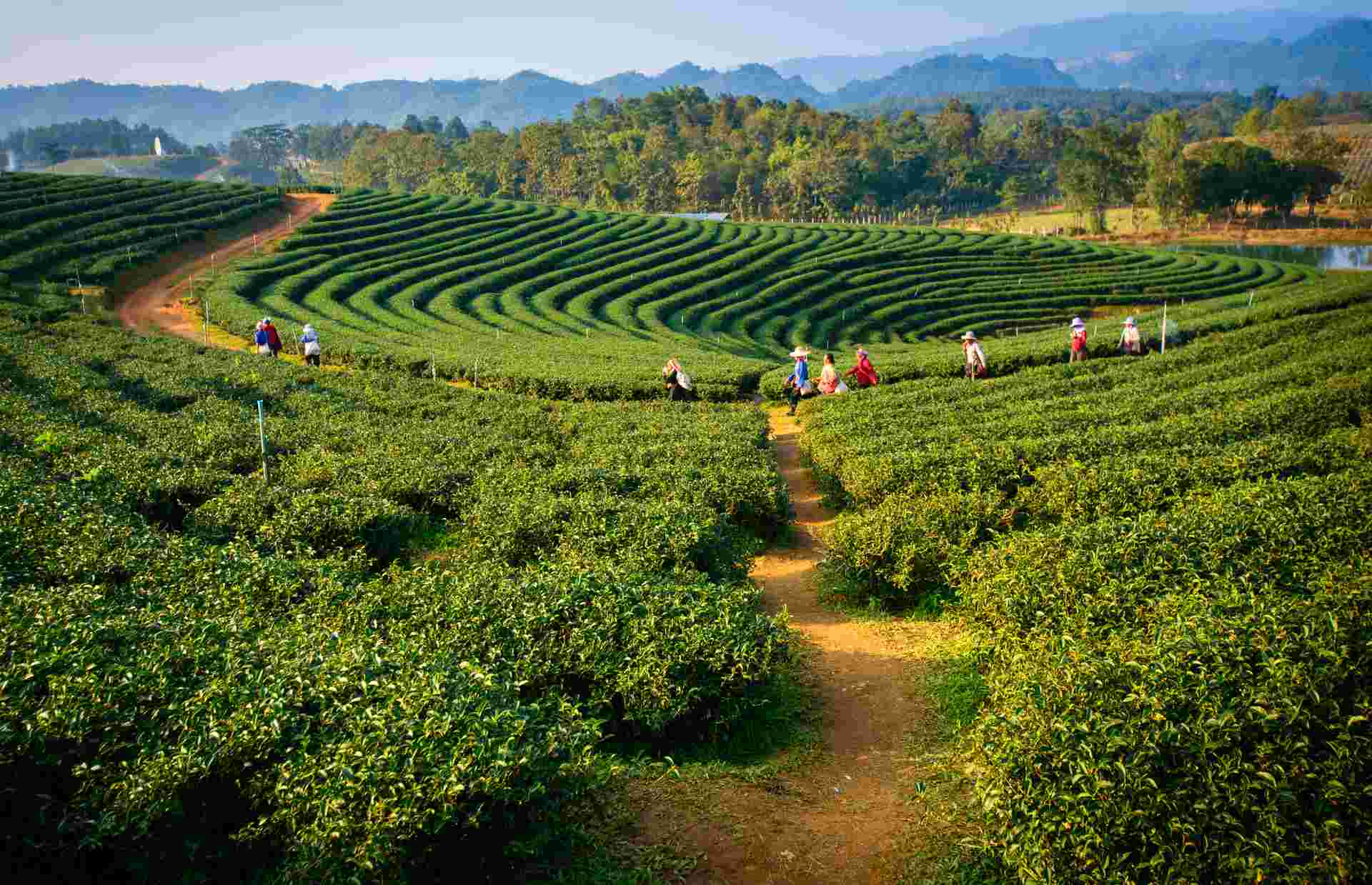 Darjeeling, Sikkim & the Singalila Ridge