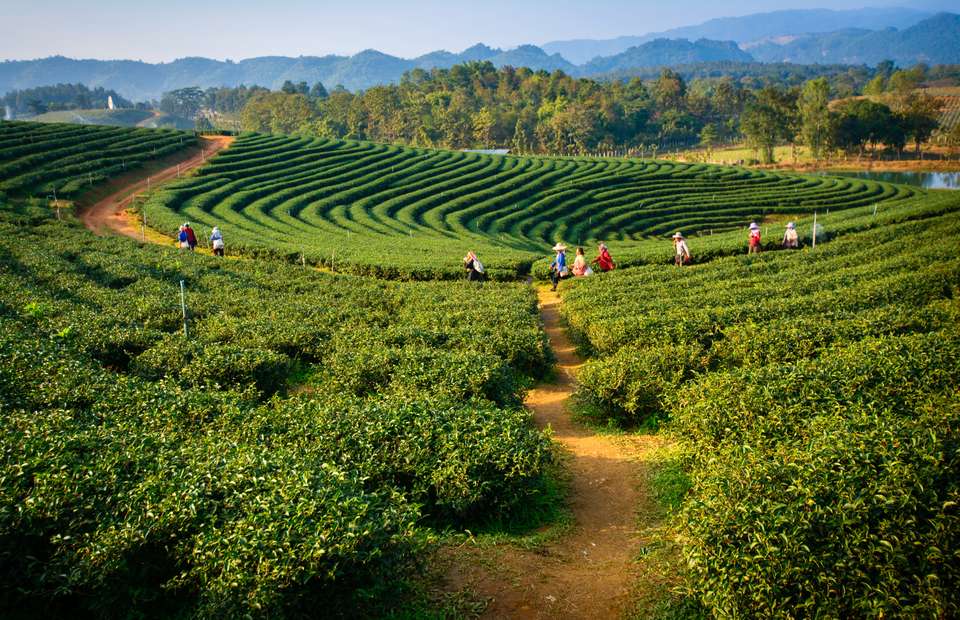Trek Darjeeling, Sikkim & the Singalila Ridge - Exodus Adventure Travels - India - Image 1