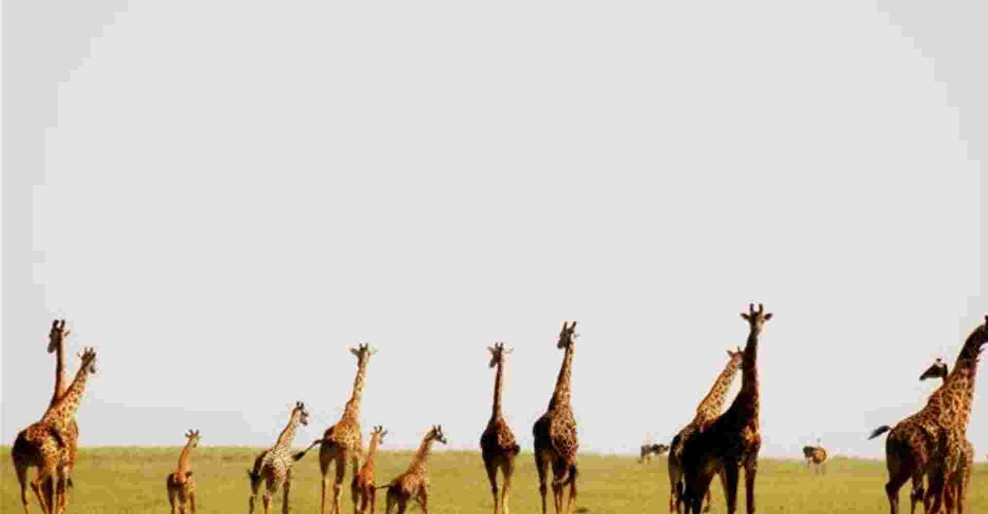 Day trip to Lake Manyara National Park