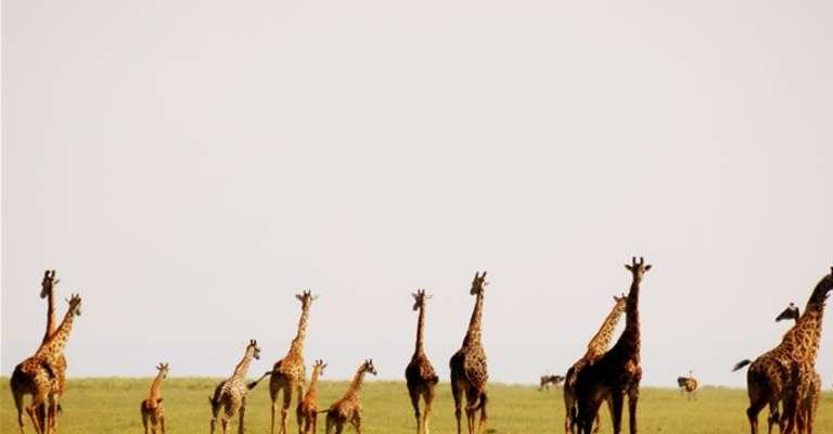 Day trip to Lake Manyara National Park trip - alternative tour available