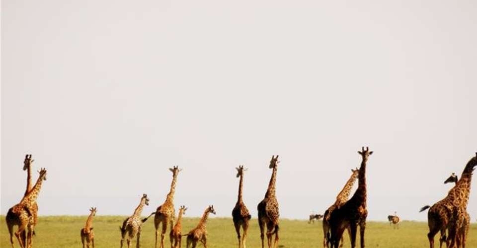 Day trip to Lake Manyara National Park - Lights On Africa Destinations & Safaris - Tanzania - Image 1