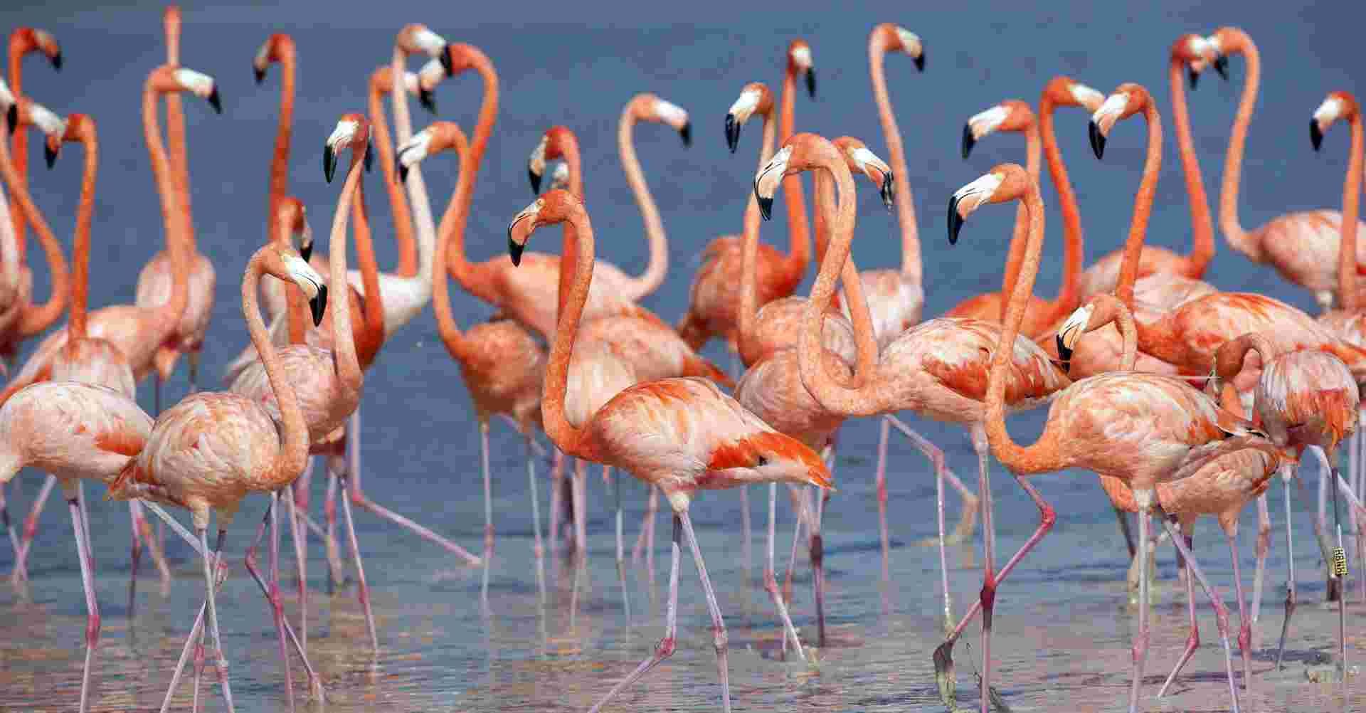Ngorongoro crater day tour.