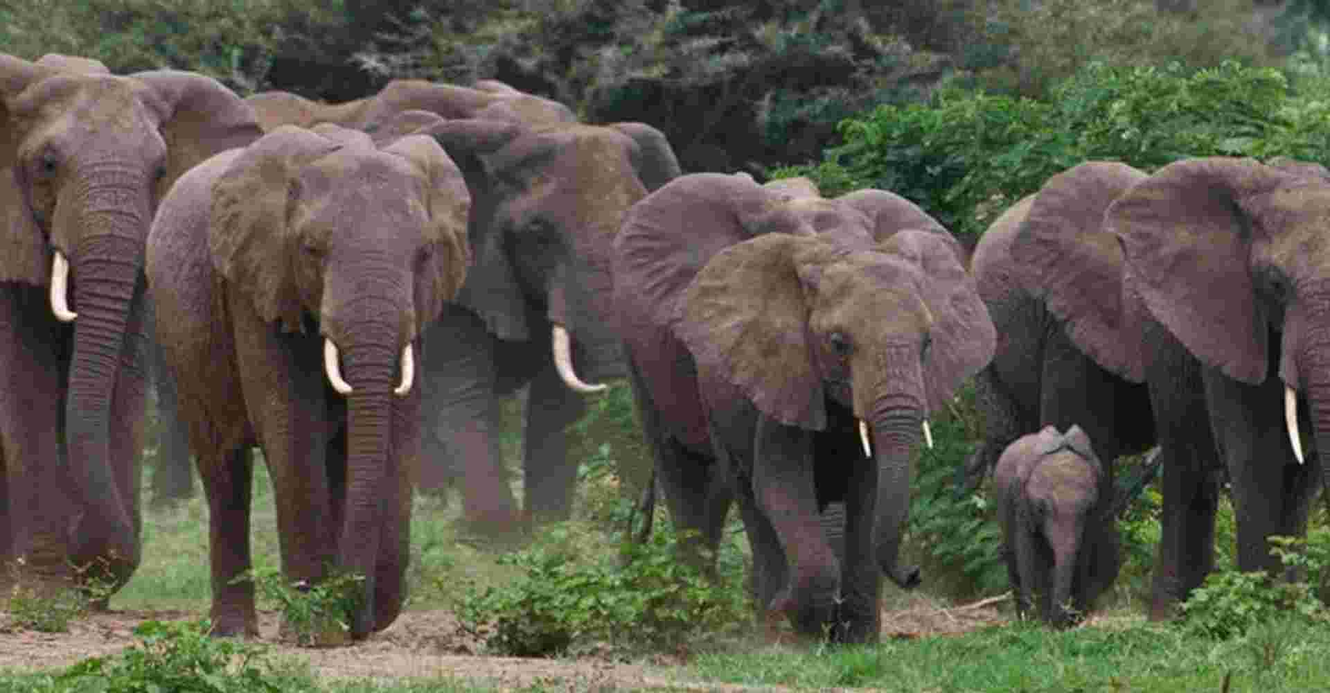 Day Trip to Tarangire National Park