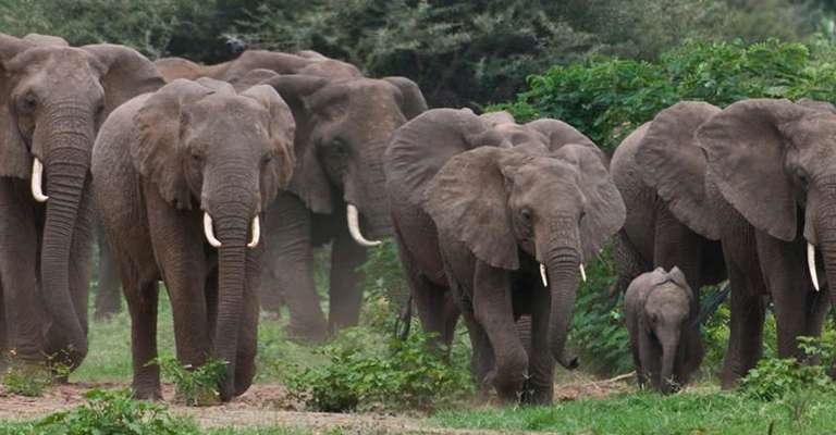Day Trip to Tarangire National Park trip - alternative tour available