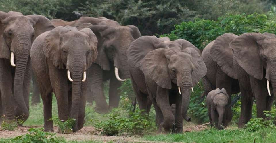 Day Trip to Tarangire National Park - Lights On Africa Destinations & Safaris - Tanzania - Image 1