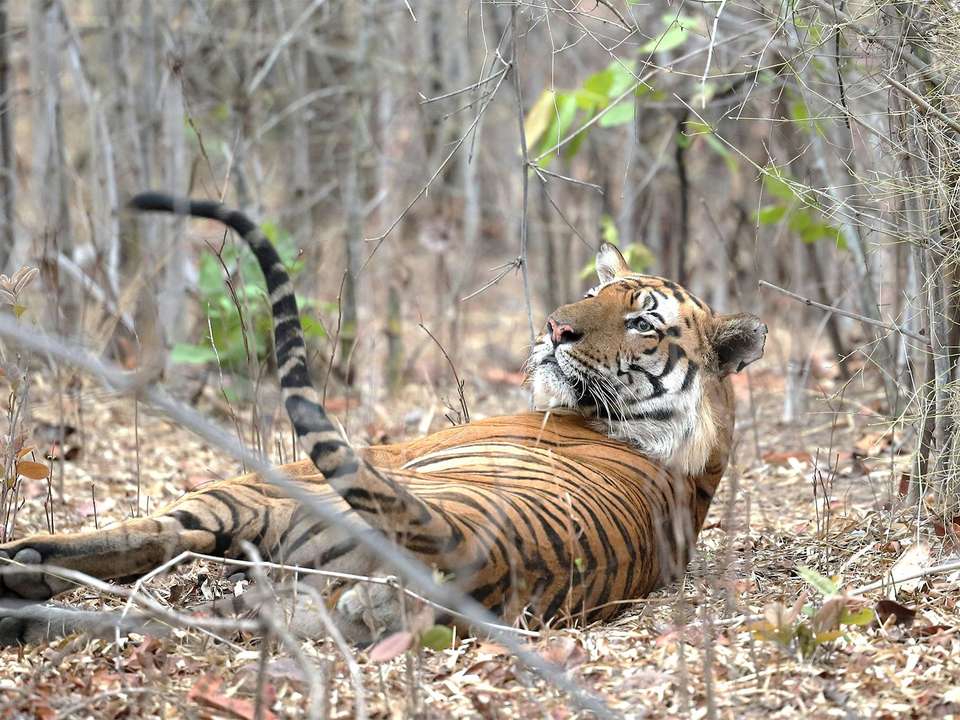 Delhi to Jaipur & Tigers - 8 days - On The Go Tours - India - Image 4