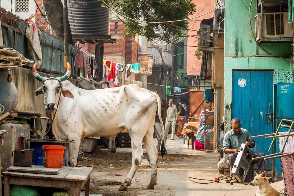 Delhi to Kathmandu - Intrepid Travel - India - Image 1
