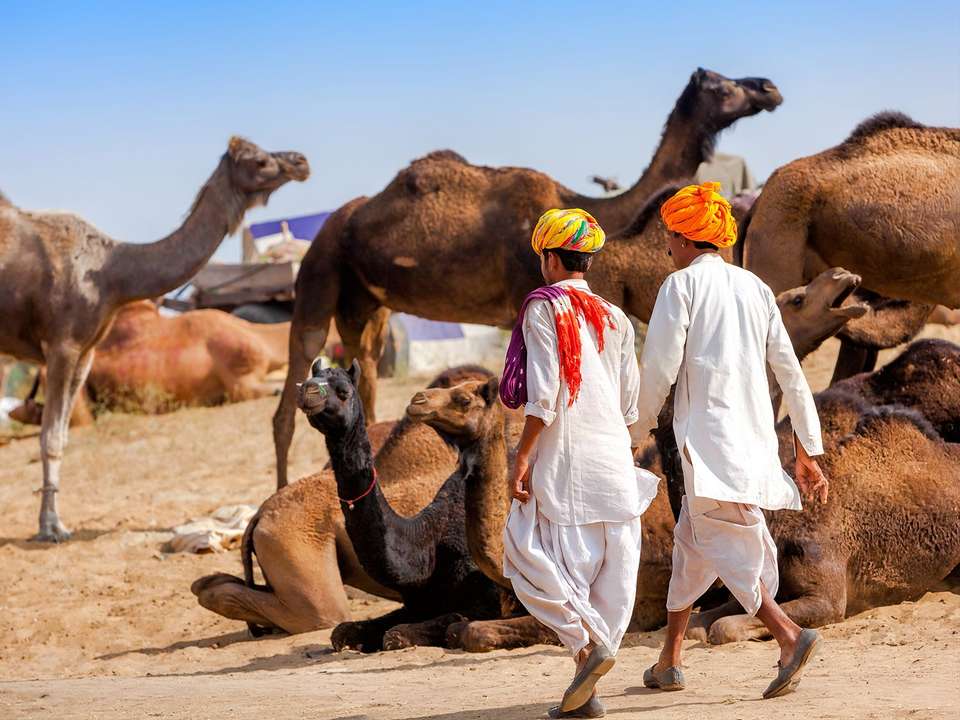 Delhi to Rajasthan & Tigers - 14 days - On The Go Tours - India - Image 3