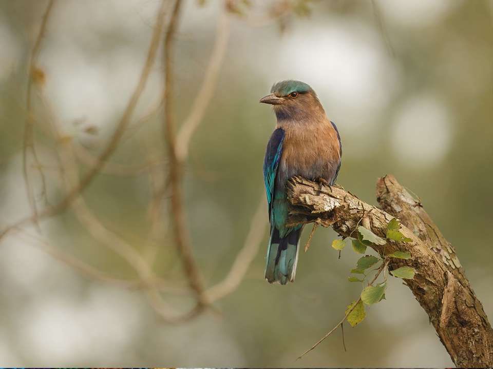 Delhi to Rajasthan & Tigers - 14 days - On The Go Tours - India - Image 7