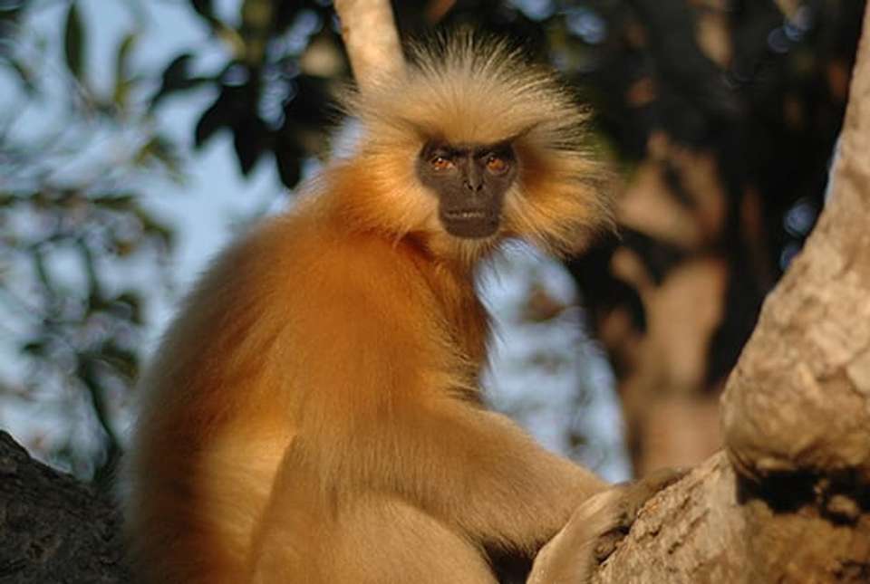 Delhi to Rajasthan & Tigers - 14 days - On The Go Tours - India - Image 11