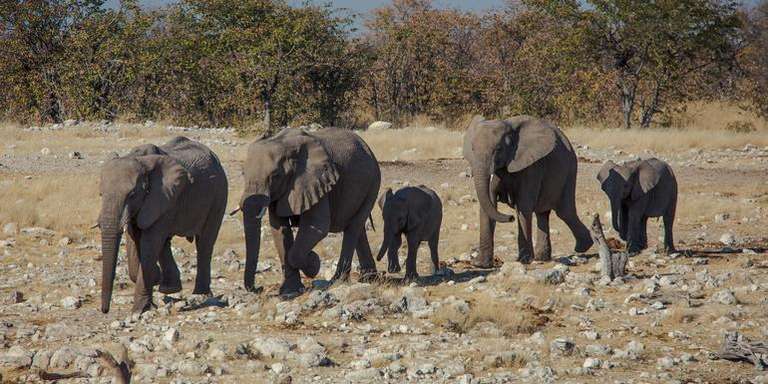 Delta & Falls Westbound: Natural Wonders & Wildlife trip - alternative tour available