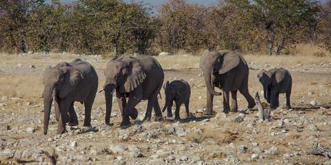 Africa Wildlife Safaris And Game Drives Tour: Delta & Falls Westbound: Natural Wonders & Wildlife