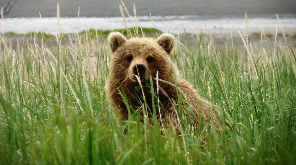 Denali Alaska Highlights - Infinite Adventures - USA - Image 2