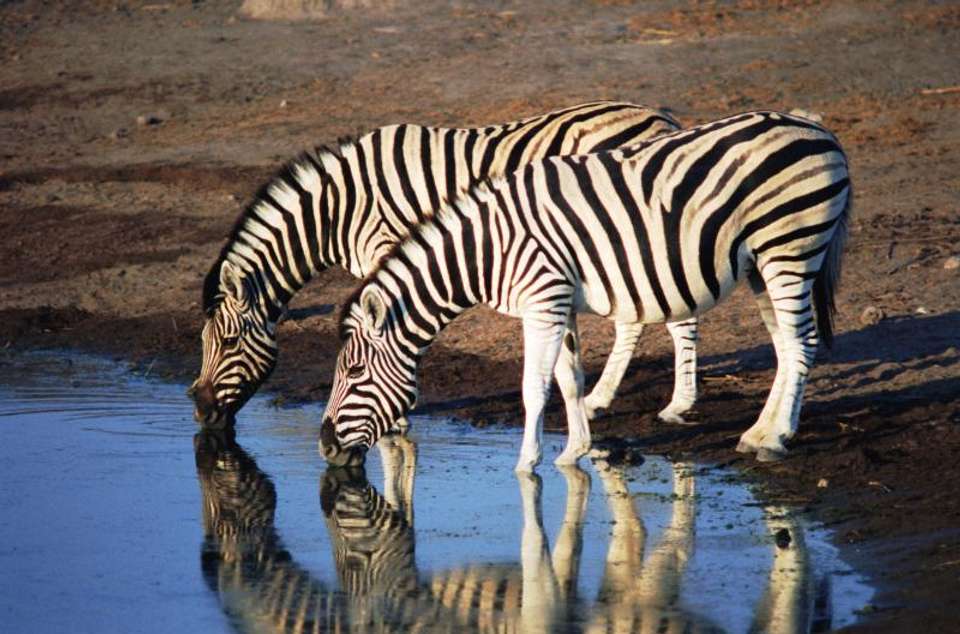 Deserts & Delta Easter Family Overland (Windhoek t - Encounters Travel - Namibia - Image 5