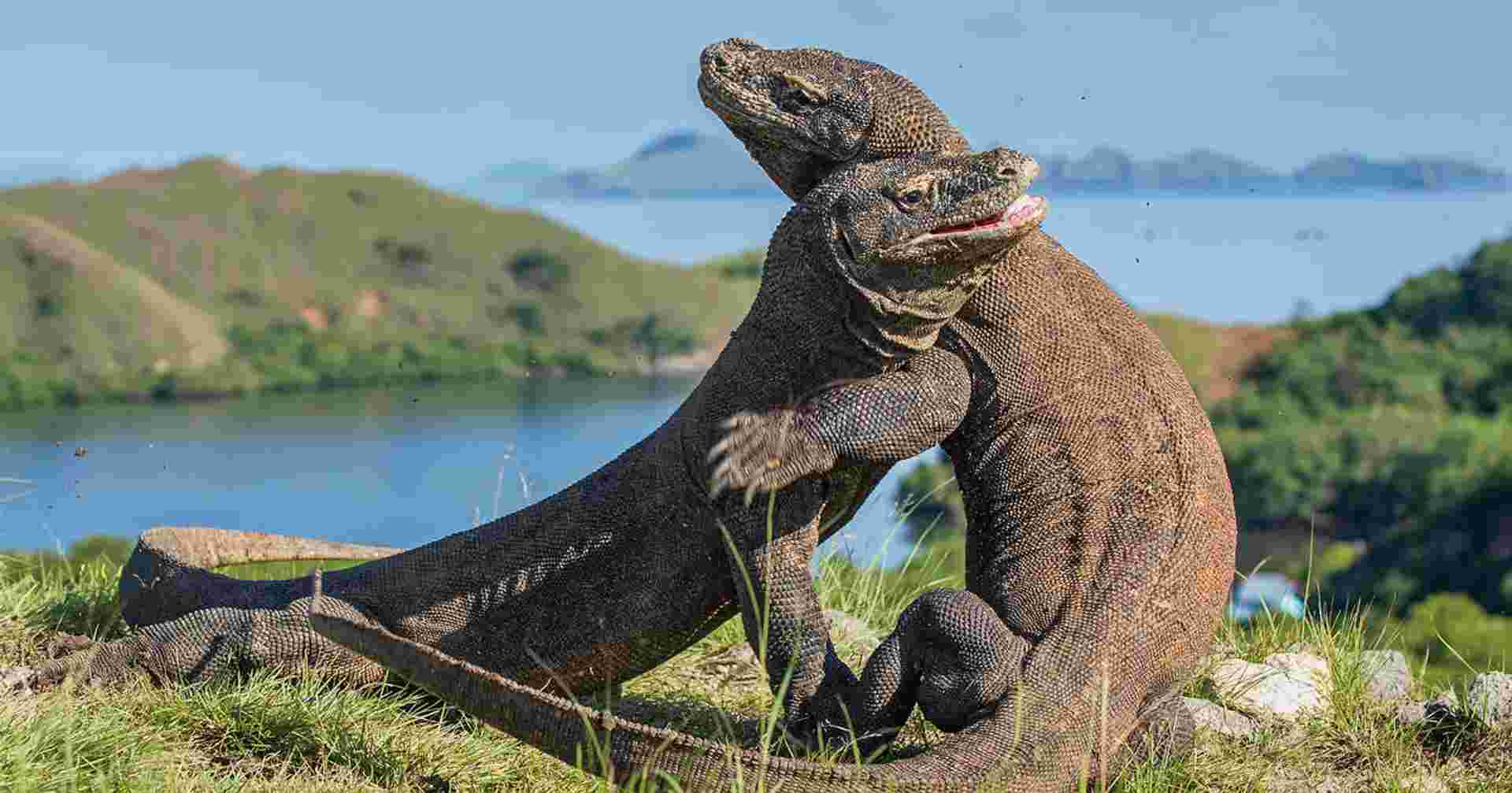 Discover Bali, Flores and Komodo Islands